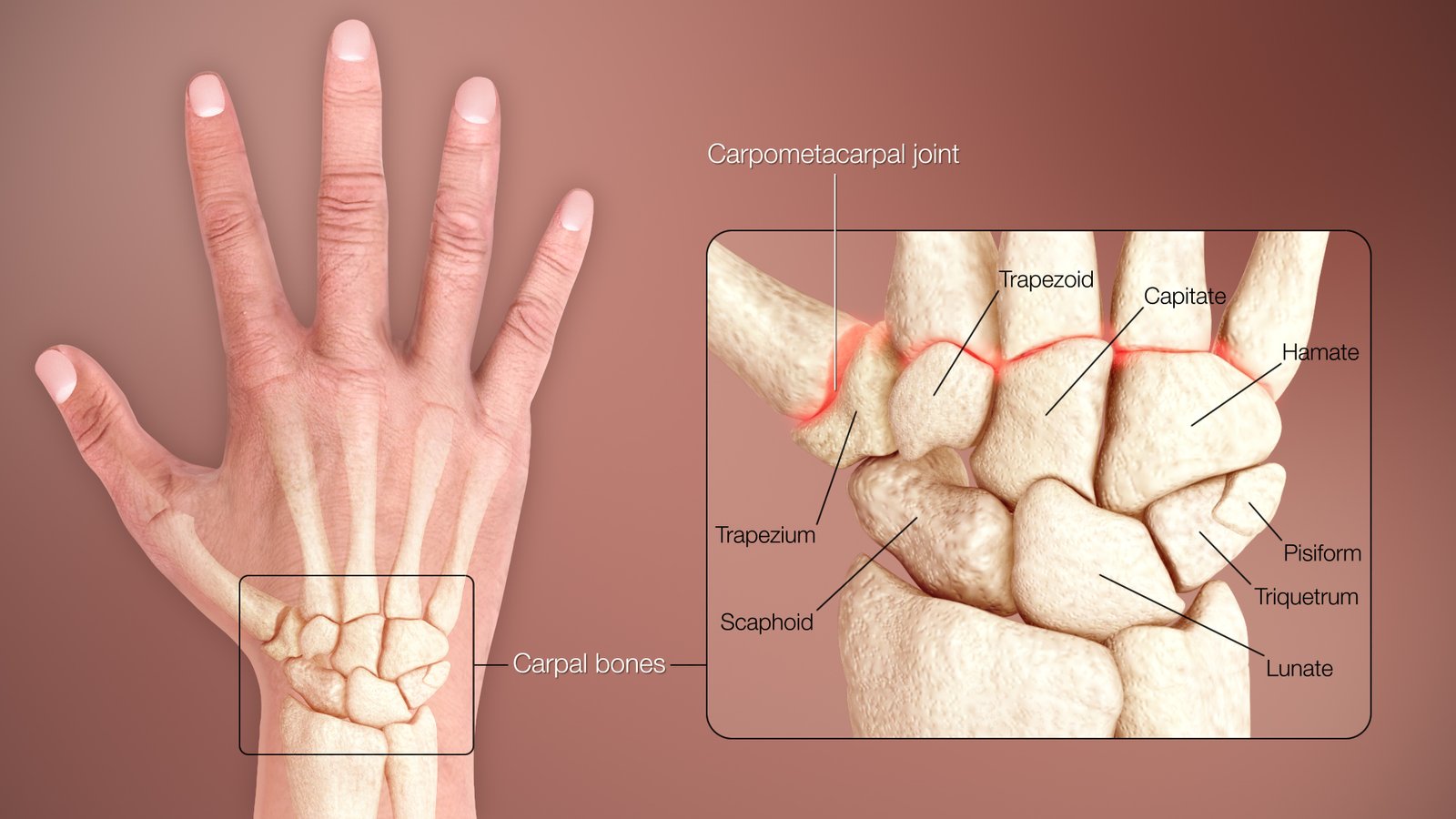 Medical Animation News